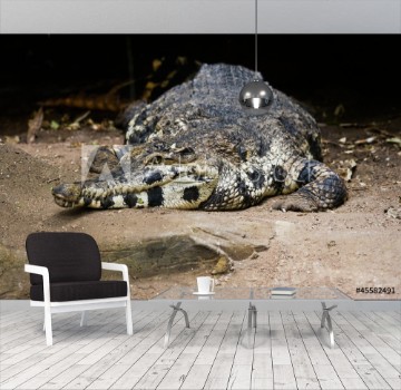 Bild på Crocodile resting